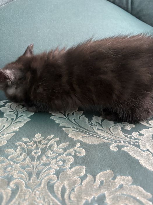Продам котенка британец
