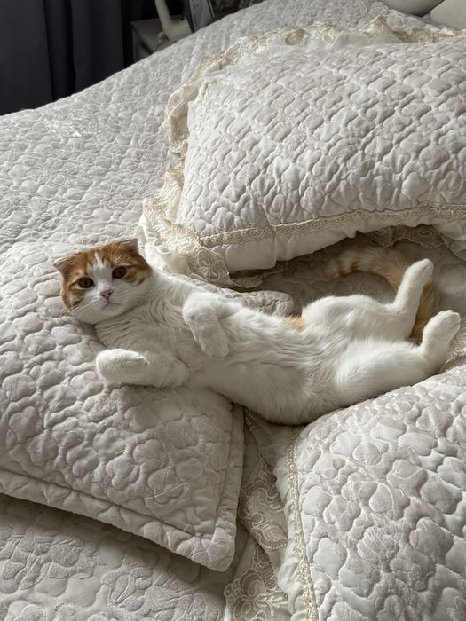 Кот Шотландская вислоухая