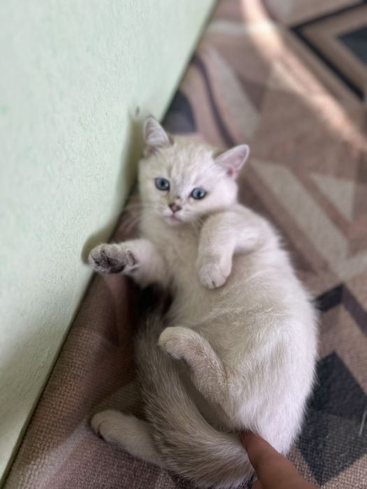 Британский шиншилла мрамор