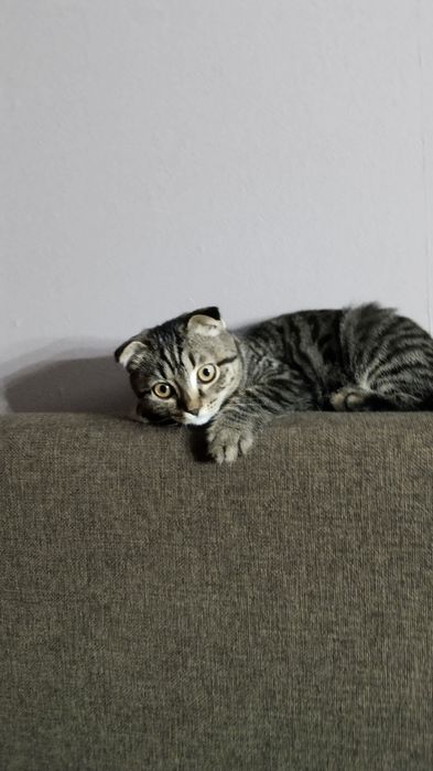 Отдам котёнка вислоушку