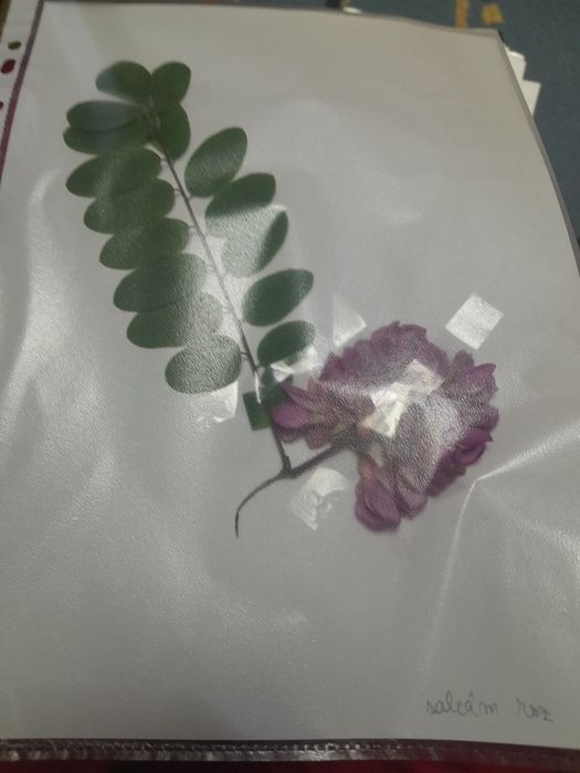Ierbar școlar  25 plante