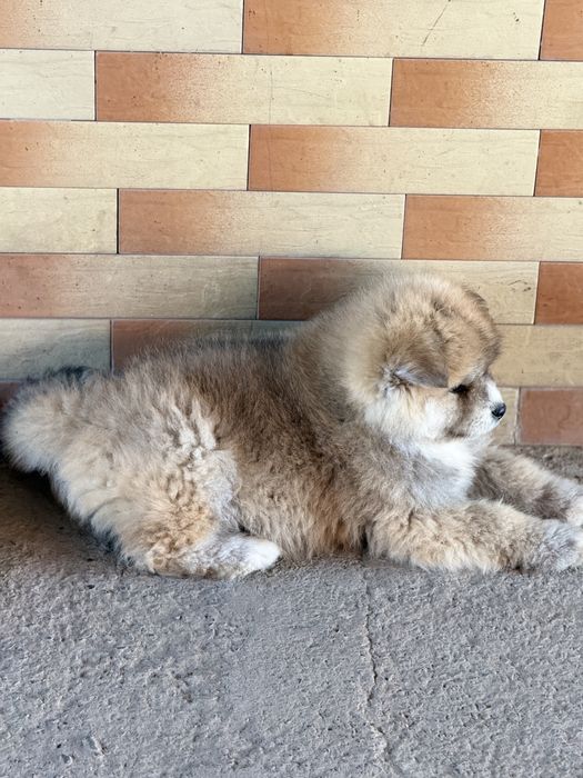 Продаются щенки породы Акита-ину , ХАТИКО