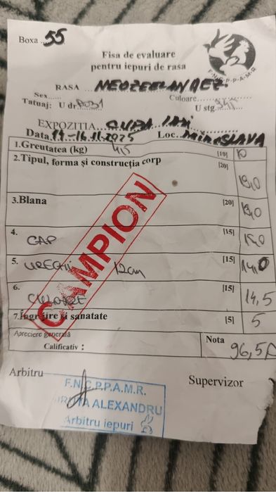 Neozeelandez alb masculi si femele