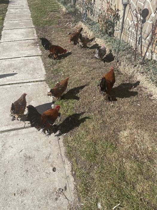 Oua de incubat de la gainile din poze !
