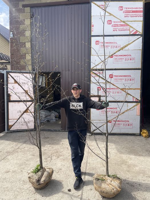 Липа мелколисная