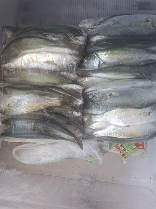 Паламуд чернокоп сафрид зарган и барбун