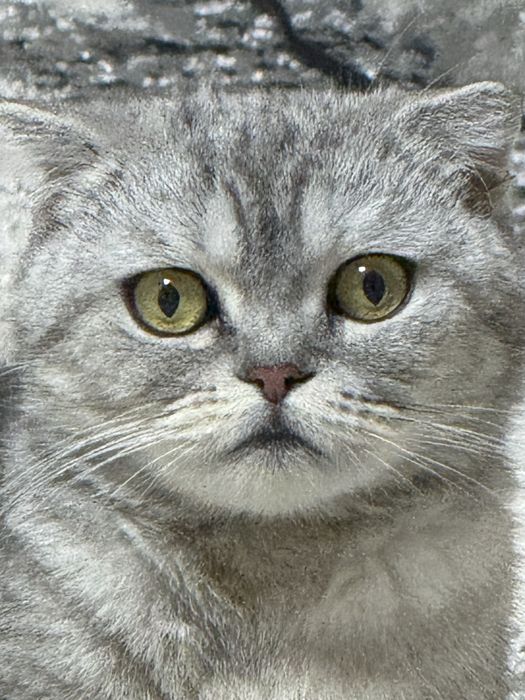 Продаётся кошка, Scottish Fold