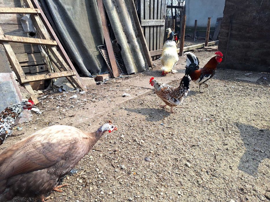 Bibilici si gaini pitice