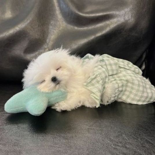 Bichon Maltez mini toy