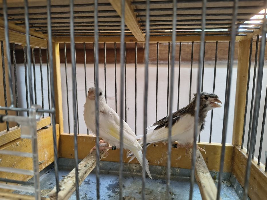 Colivii păsări mici și mijlocii