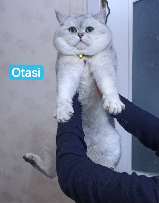 Mushuk sotiladi, Кошка, Cat