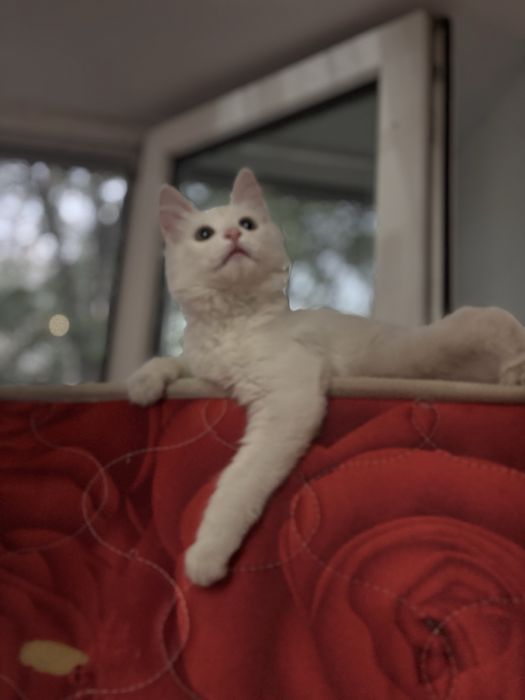 Котенок в добрые руки