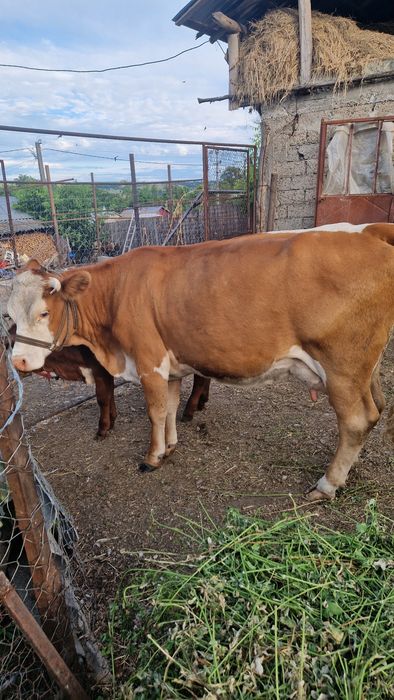 Vand vaca balțată românească gestantă