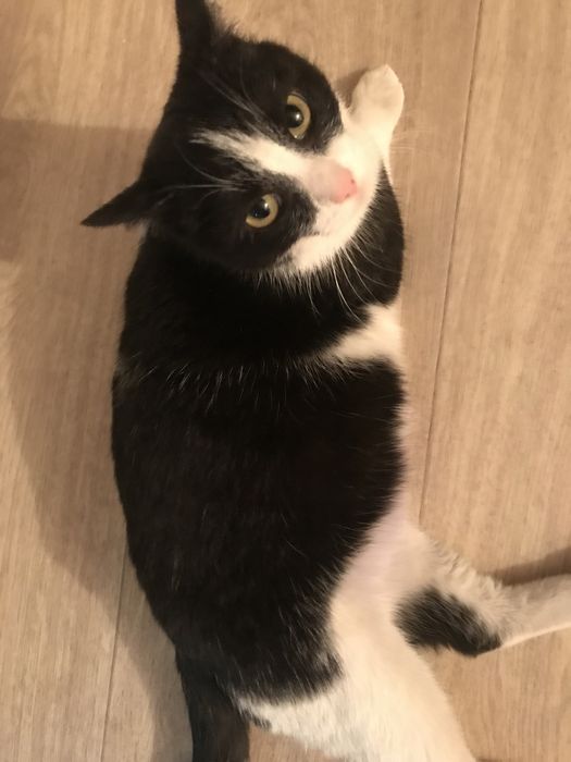 Кошечка ищет любящую семью