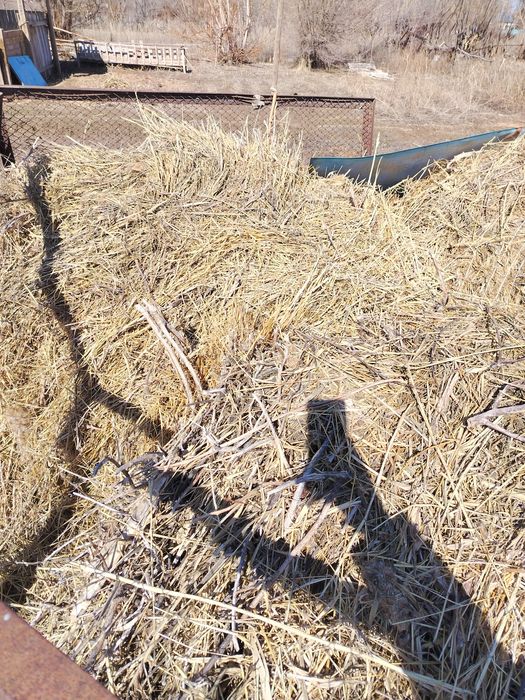 Продам сену в рулонах