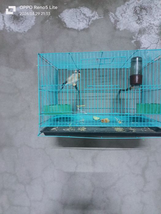 Продается щегол.