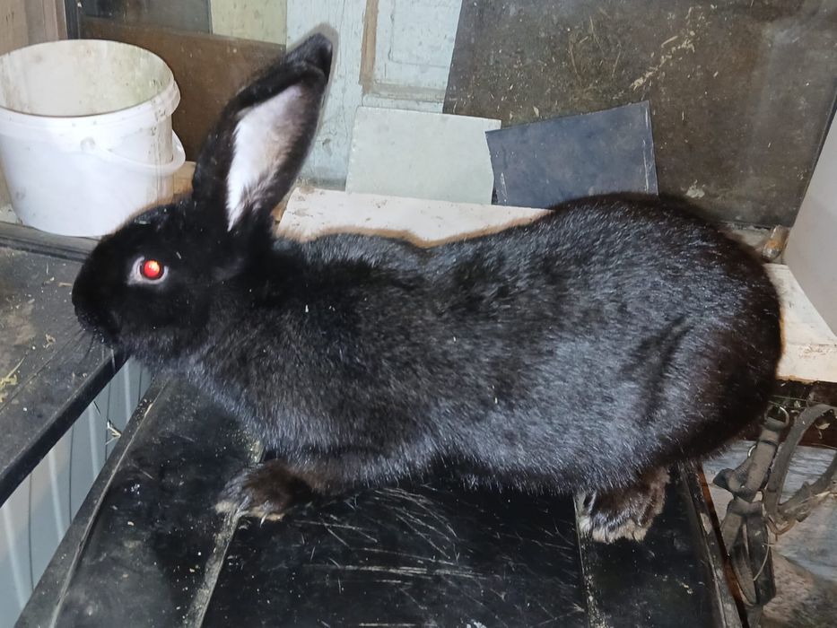 Vand iepuri fluture german