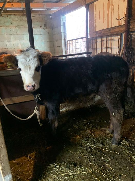 Таналар сатылады