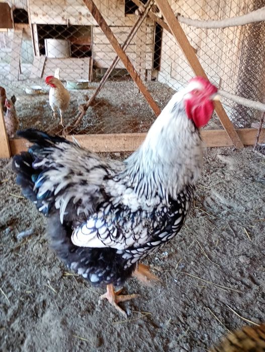 Cocoș wiandotte de vânzare