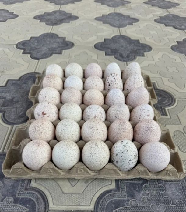 Үндік жұмыртқасы сатылады пол гибрид