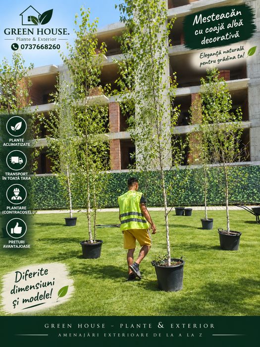 Mesteacan cu coaja alba decorativa 2-3 m pentru gradina