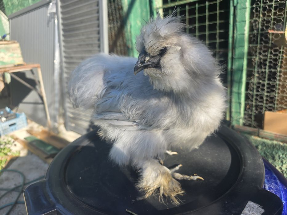 Cocoși  mătase japoneză