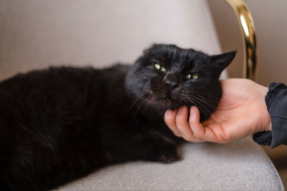 Мартин в поисках дома, Ташкент!