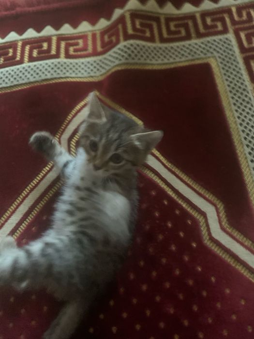 Отдам котенка в хорошие руки