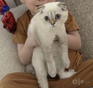 scottish fold кошка mushuk