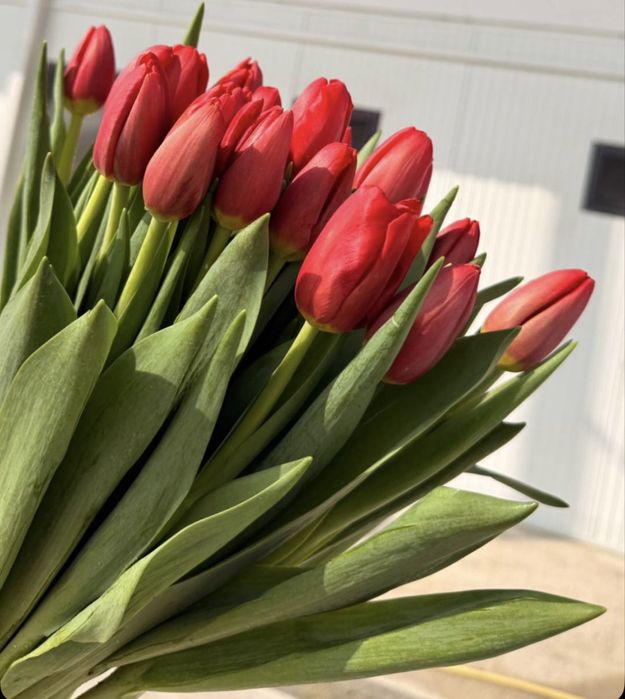 Тюльпаны из парника