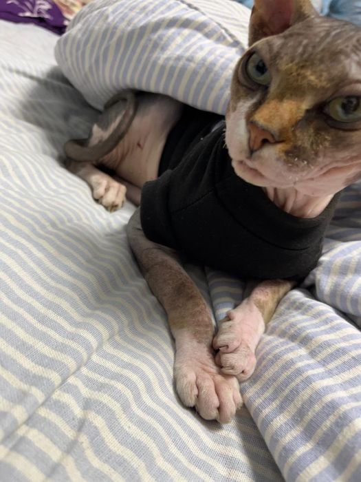 Канадский сфинкс