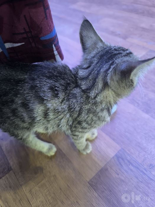 Отдам котенка в хорошие руки