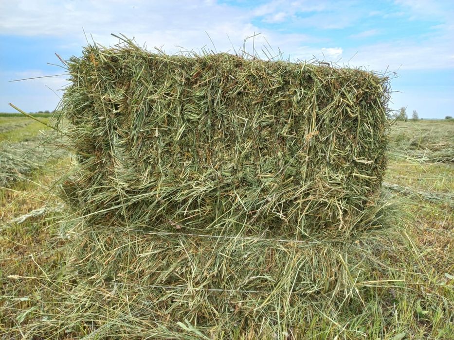 Шоп Жонышка, Сено люцерно