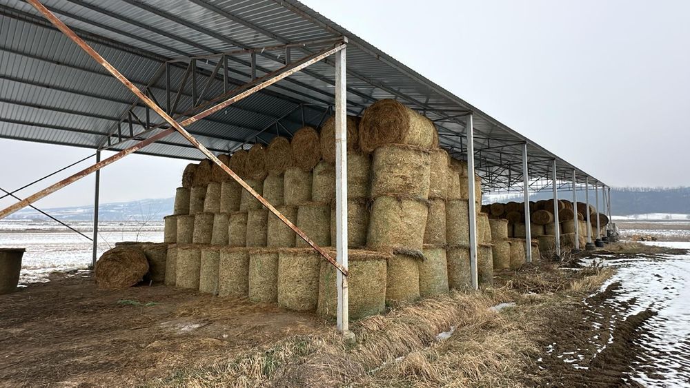 Baloti fan sau lucerna rotunzi min.40.drept.500.Trans.Inclus la TIR>RO