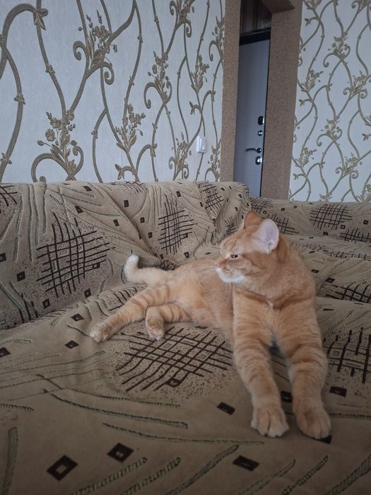 Кошка в добрые руки