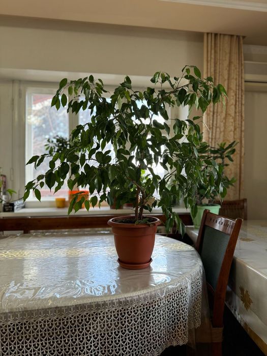 1)фикус Бенджамина   2)фикус каучуконосный