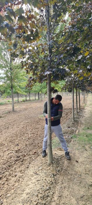 acer platanoides crimson king ( artar rosu )