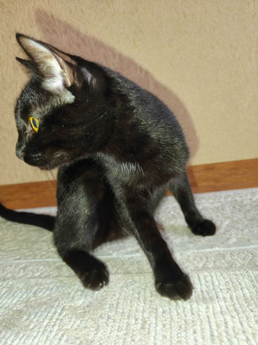 Отдам кота в хорошие руки