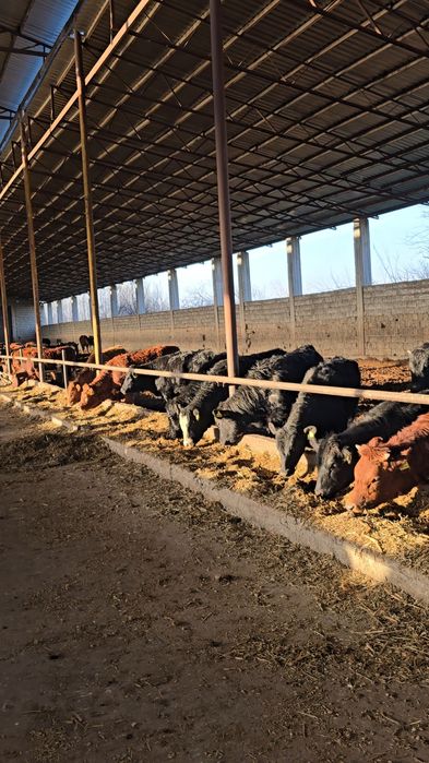 Har xil chetdan keltirilgaHar xil chetdan keltirilgan naslli mollar ma