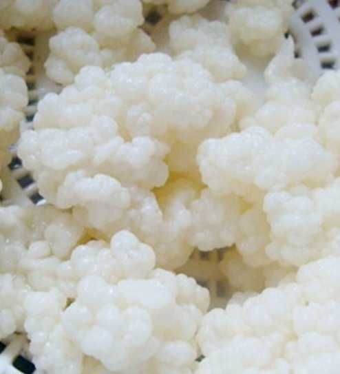 Ciuperci pentru kefir