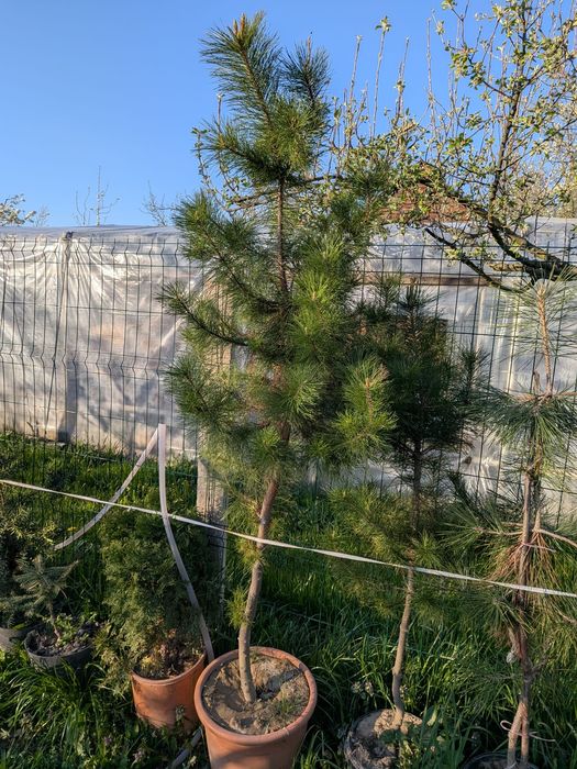 Pini ornamentali de vânzare