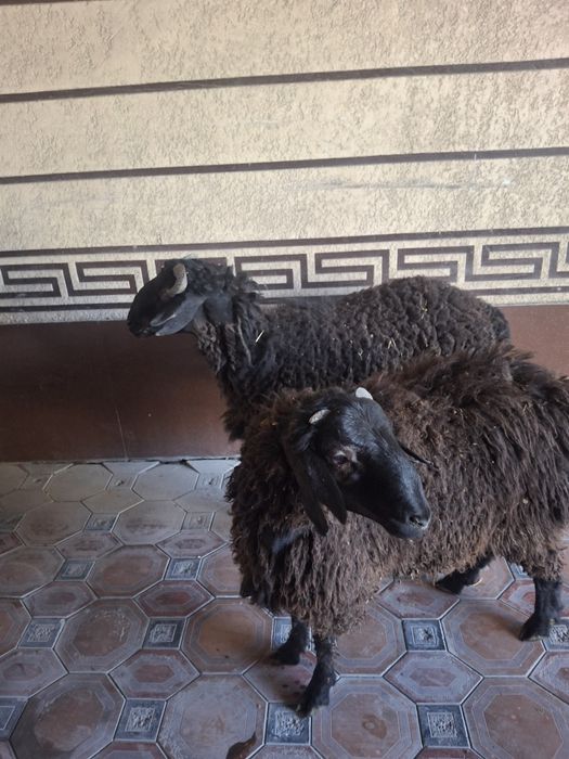 Қошқарлар сатылымда