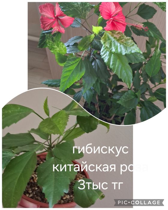 Комнатные растения домашние