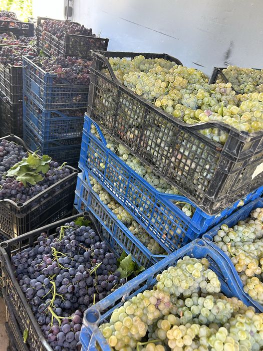 Producafor Vand Must - Hamburg, Ottonel