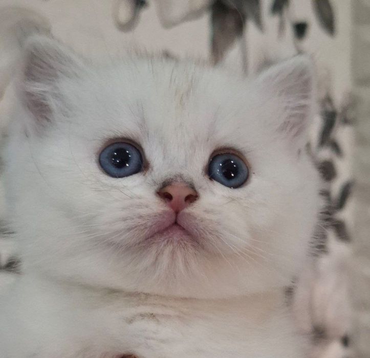 Кошка Белая шиншилла