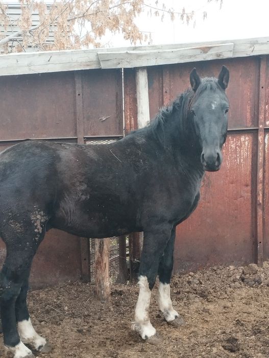 Продаётся жеребец полутяж