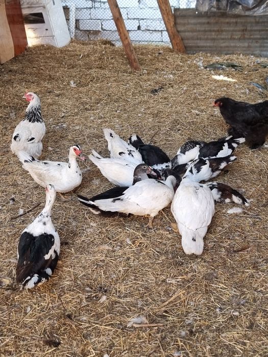 Rate lesest de vânzare