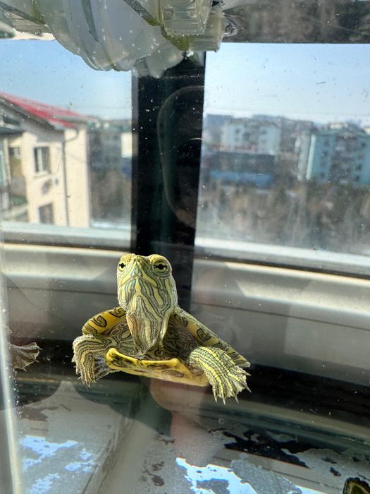 2 черепахи с аквариумом