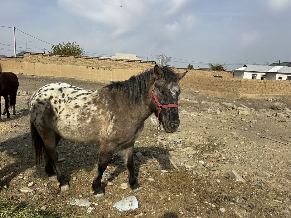 Пони сатылады төрт бас