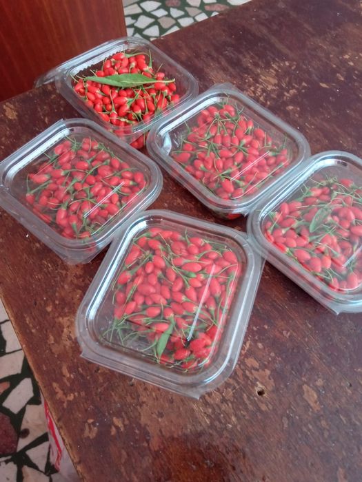 Vand Goji proaspăt  ,produsul nu este stropit,